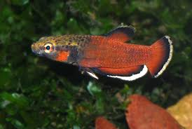 Betta albimarginata is a species of betta fish, endemic to the island of borneo where it is only found in the indonesian province of kalimantan timur. Weisssaum Zwergkampffisch Betta Albimarginata Fischlexikon