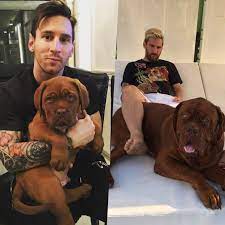 Given to messi as a gift from his partner, antonella roccuzzo, in february 2016, his mastiff grew to massive proportions in a few short months. Pin On Football Fashion