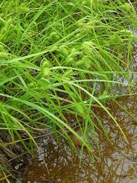 Image result for Carex lycurus