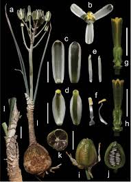 Image result for Crepidorhopalon namuliensis