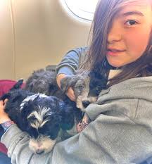 Shiloh Aussie·Golden·Doodles