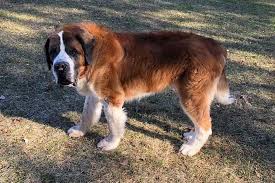 Please contact the shelter at petadoption@oakgov.com if you know of a resource that is not being shown on the map; Omg Someone In West Michigan Needs To Adopt This Dog