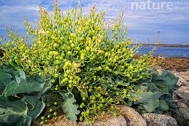 Image result for Crambe hispanica