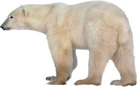 Polar Bears Live In The Arctic Near The North Pole Pin By Paul Stamler Iv On Animaux Polar Bear Bear Polar Bears Live