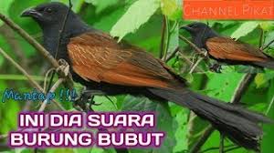 Download mp3 suara burung puyuh betina mp3 gratis, mudah dan cepat. Terbaru Suara Pikat Burung Bubut Paling Dicari