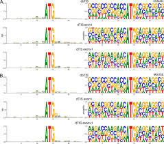 Google translate bm to bi. N Terminal Proteomics And Ribosome Profiling Provide A Comprehensive View Of The Alternative Translation Initiation Landscape In Mice And Men Molecular Cellular Proteomics