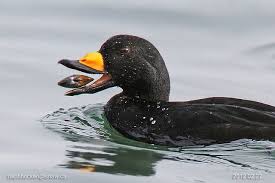 Black And White Duck Species Black Scoter Waterfowl Art Waterfowl Taxidermy Bird Species