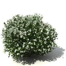 Orange Jasmine Tree Shrub 3d Model Jasmine Tree Shrubs Tree