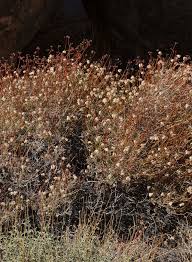 Image result for Eriospermum bakerianum