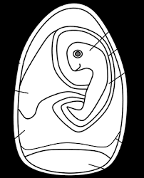 Gastrulation is a key event in embryogenesis. Review Guide Birds And Reptiles