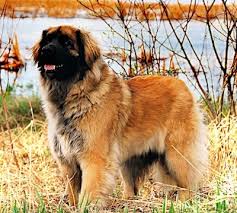 This breed has been used for guarding livestock, obedience and tracking. Leonberger Dog Breed Information And Pictures