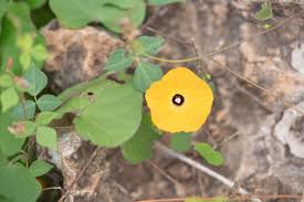 Image result for Ipomoea obscura