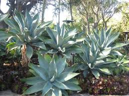 Image result for Buchnera attenuata