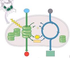Photosynthesis is a series of reactions that form glucose and other carbohydrates. Photosynthesis Diagram Quizlet