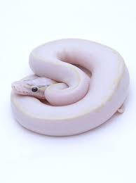 Pin On Ball Pythons