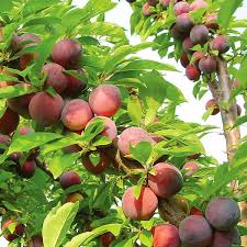 Fruits are tart and many, used. Methley Plum Plum Trees Stark Bro S
