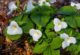 After all, it's the best time of year. 13 Of Michigan S Prettiest Spring Wildflowers Mlive Com