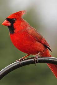 Red cardinal in winter, red cardinal in snow, red cardinal snow. 900 Cardinal Pictures Ideas In 2021 Cardinal Birds Red Birds Beautiful Birds