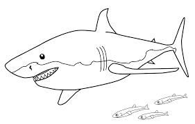 You can also print out these shark coloring sheets for your. Coloring Sheet Great White Shark Coloring Page