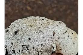 Image result for Eriospermum seineri