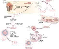 Check spelling or type a new query. Bone Marrow An Overview Sciencedirect Topics