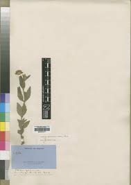 Image result for Aspilia mendoncae