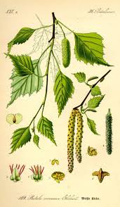 Flora Von Deutschland österreich Und Der Schweiz 1885 Pdf Ruwe Berk Betula Pendula Betula Pendula Botanische Tekening Botanische Illustratie