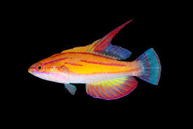 Image result for Aristida leucophaea