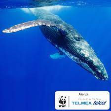 La Naturaleza Nos Llama Este Dia Mundial De Los Animales Hola Telcel Blog De Cine Musica Gaming Y Tecnologia Movil