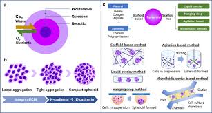 Maybe you would like to learn more about one of these? Challenges Of Applying Multicellular Tumor Spheroids In Preclinical Phase Cancer Cell International Full Text
