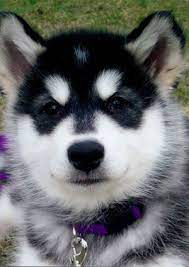 How Cute Malamute Husky Malamute Alaskan Malamute