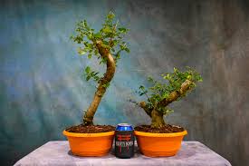 Image result for Premna