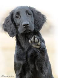 Maybe you would like to learn more about one of these? That Girl Dogs Dog Love Cute Dogs