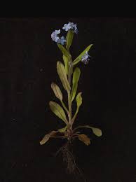 He knows there is a traitor in the organization but he has been drugged to put him in an amnesiac state and he can remember little else. Forget Me Not Plant On Black Background Photograph By William Turner