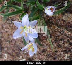 Image result for Xerophyta humilis