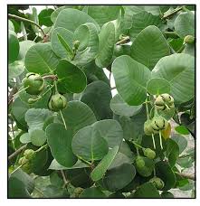 Image result for Sonneratiaceae