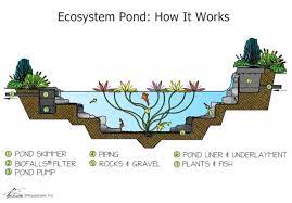 Available from all pond solutions. What You Need To Know About Pond Filtration Aquascape Inc