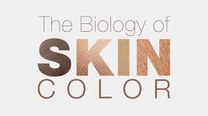 The Biology Of Skin Color Hhmi Biointeractive