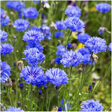 Dwarf Blue Cornflower Seeds Centaurea Cyanus Flower Seeds Cornflower Annual Flowers