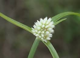 Image result for Cyperus dubius