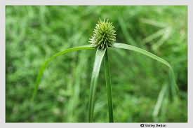 Image result for Kyllinga appendiculata
