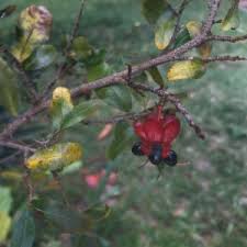Image result for Ochna oxyphylla