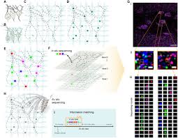 Expansion Sequencing Spatially Precise In Situ Transcriptomics In Intact Biological Systems Biorxiv These charts explain how to set up your dado cutters to achieve your desired width of cut.