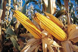Roswell, nm 88203 comstock seeds 917 highway 88. For Us Russia Cold War And Corn Share Long History