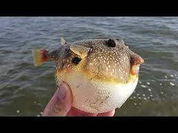 Johnny 5ish Youtube Pokemon In Real Life Fish Pet Animals