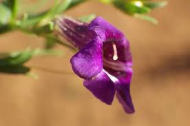 Image result for Aptosimum lugardiae