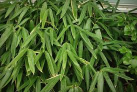 Sasa tsuboiana is a species of flowering plant in the family poaceae found in japan.2. Sasa Tsuboiana Sasa Tsuboiana Green View Tm Zasa Plant Lust