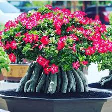 Bunga bunga adenium yang sangat indah, wajib di miliki buat para kolektor bunga adenium bunga adenium mekar dan lebat tentunya ingin dinikmati oleh setiap orang pecinta adenium. Jual Tanaman Hias Bunga Adenium Kamboja Jnis Arabicum Cocok U Program Akar Kota Tangerang Queen Of Adenium Tokopedia