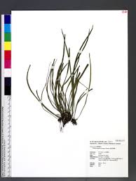 Image result for Vittaria elongata