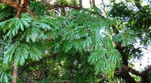 Image result for Cathormion